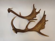 A pair of unmounted deer antlers,