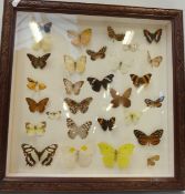 A taxidermy case of butterflies,