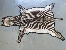 A taxidermy zebra skin, laid on black felt backing,