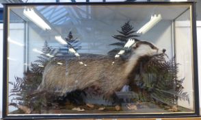 A taxidermy study of a badger in glazed case,