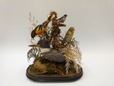 A taxidermy study of a North American bird group featuring a belted kingfisher,
