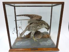 An early 19thC taxidermy study of a peregrine falcon with dove in glazed oak case,