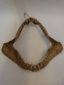 A taxidermy shark's jaw,