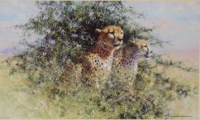 David Shepherd OBE signed limited edition print 839 / 1500 'Cheetah',