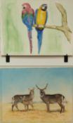 H C Babington watercolour 'Common Waterbuck', 41 x 53cm, together with a watercolour of two parrots,