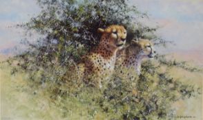 David Shepherd OBE signed limited edition print 838 / 1500 'Cheetah',