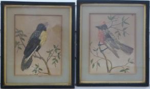 A pair of 19thC feather and watercolour drawings of birds, one named Pinto, the other Cardenal,