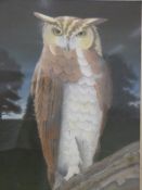 Stuart Miles watercolour ' Cape Eagle Owl', titled and named to mount,