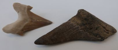 Two large fossilized sharks teeth,