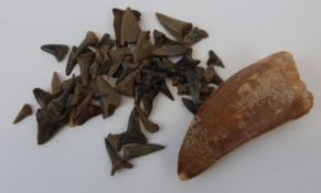 A large collection of fossilized sharks teeth approximately 5 million years old together with a