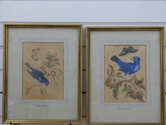 Attributed to Emma Sillet 19thC pair of watercolours of bluebirds and butterflies,