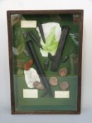 A fossil collection diorama in glazed case