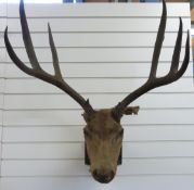 A taxidermy mount stag and a mounted set of antlers