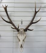 A stag skull and antler mount