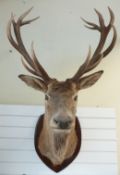 A large taxidermy stag head and neck mount, 14 point antlers, on an oak shield,