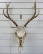 A stag skull and antler mount