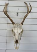 A stag skull and antler mount