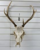 A stag skull and antler mount
