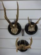 Three sets of mounted antlers,