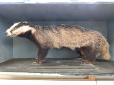 A taxidermy study of a badger in wooden case 99 x 40 x 40cm