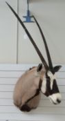 A large taxidermy gem buck head and neck mount,