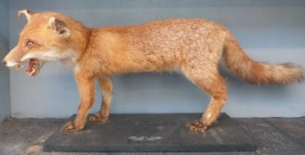 A taxidermy study of a fox in wooden case 102 x 51 x 30cm
