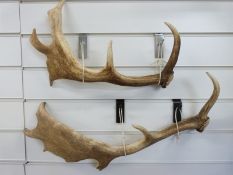 A pair of antlers,