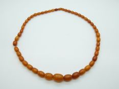 An amber necklace of 49 graduated ovoid beads of butterscotch colour, the largest 18.5 x 13.
