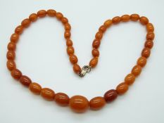 An amber necklace of 43 graduated ovoid beads of butterscotch colour, the largest 20.4 x 16.