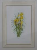 Bridgette James watercolour iris with dragonfly,