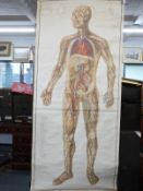 Adam Rouilly and Co life size anatomical scroll poster 'The Circulatory System'