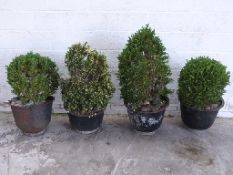 Four box trees in cast iron or similar pots,