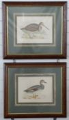 Two coloured etchings of birds, one of Woodcock the other Gadwall,