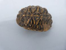Taxidermy interest, Indian starred tortoise shell,