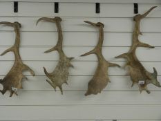 Two pairs of antlers,