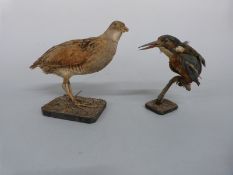 Taxidermy models of partridge and kingfisher,