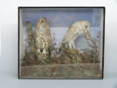 Taxidermy study of a Barn owl and a Tawny owl circa 19thC in glass fronted case,