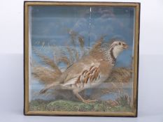 Taxidermy study of a red-legged partridge, circa 19thC, in glass fronted case,