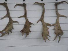 Two pairs of antlers,