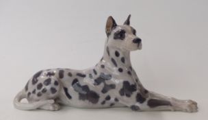Copenhagen harlequin Great Dane,