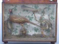 Victorian taxidermy study of five birds including woodpecker, pheasant,