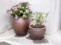 A large terracotta planter with hydrangea and medium terracotta planter with holly