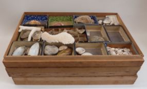 Collection of shells including cowries,