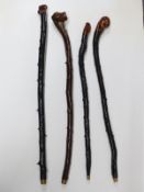 Four knopped blackthorn or similar walking sticks