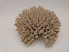 A coral specimen,
