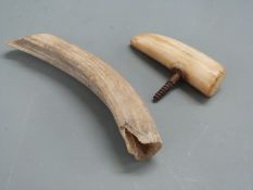 A mammoth ivory corkscrew and a horn