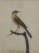 Anglo-Indian or Company School 19thC watercolour of a bird, indistinctly titled to lower edge,