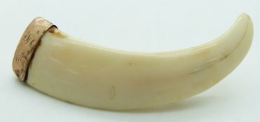 A 9ct gold mounted warthog tusk