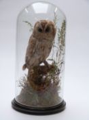 An Edwardian taxidermy study of a tawny owl under a circular glass dome, height 54cm.