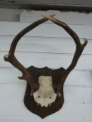 A pair of mounted red deer antlers, approximately 65cm.